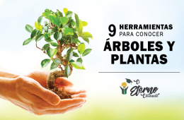 aplicaciones de arboles y plantas